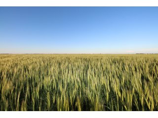 Tract 2 - Reno County, KS farmland - LAND AUCTION - 647+/- ACRES OFFERED IN 4 TRACTS IN RENO & EDWARDS COUNTY, KANSAS